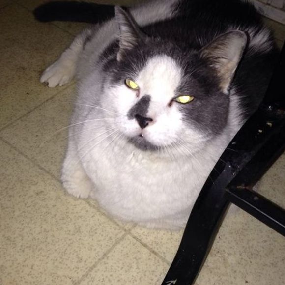 Meet your Posher, Sandy - Picture 1 of 1